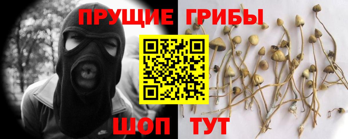 Псилоцибиновые грибы Psilocybe Полысаево